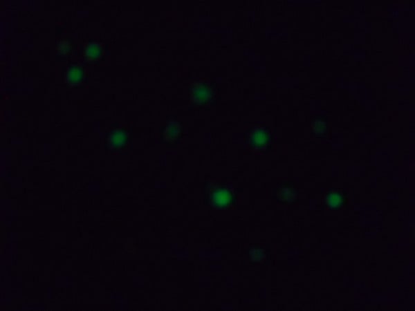 nike-sb-dunk-low-galaxy-custom-by-sole-freshh-customs-6