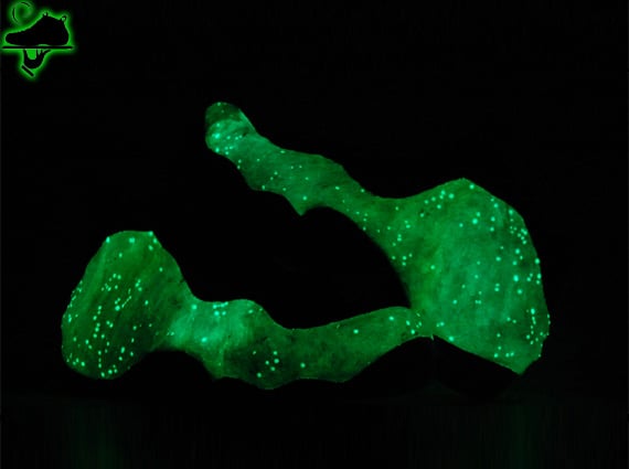 nike-air-foamposite-one-luminous-galaxy-custom-6