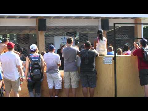 Video: adidas Originals – All Originals Represent Lollapalooza 2012 Recap